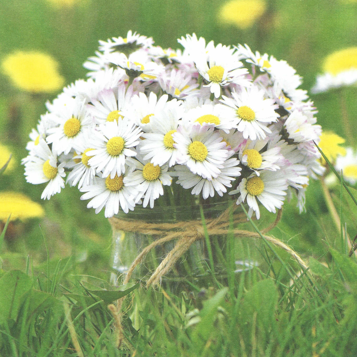 Daisies Postcard by Daniela Behr - Taurus Cards featuring a bouquet of white daisies in a glass jar tied with twine on a grassy background