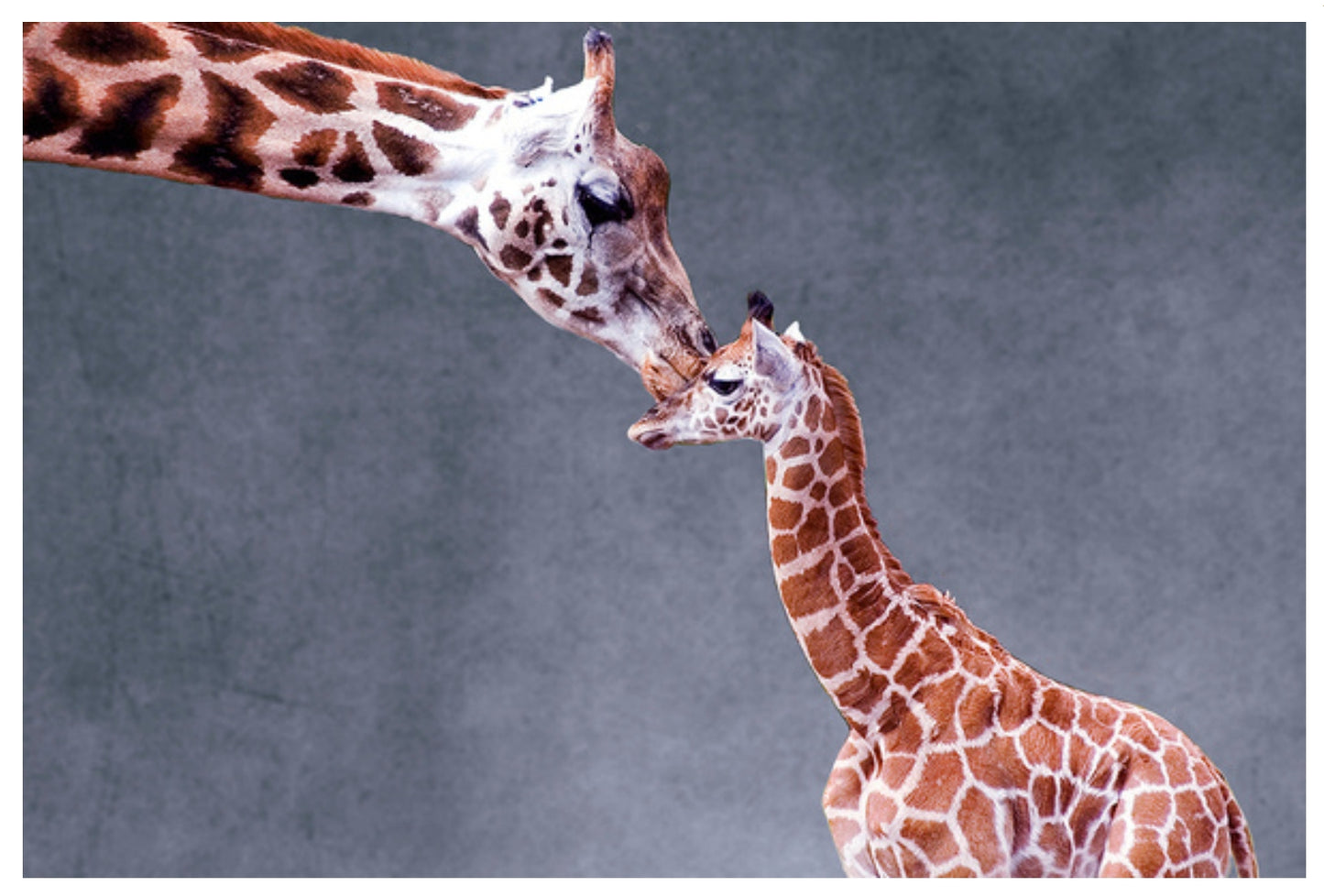 Lantern Press Giraffe Postcard featuring a photograph of two giraffes facing each other, with an adult giraffe extending its neck toward a young giraffe, set against a textured gray background.