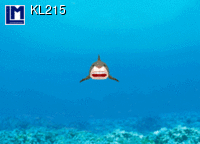 L.M. Kartenvertrieb - Smiling Shark - Ocean - Lenticular Postcard