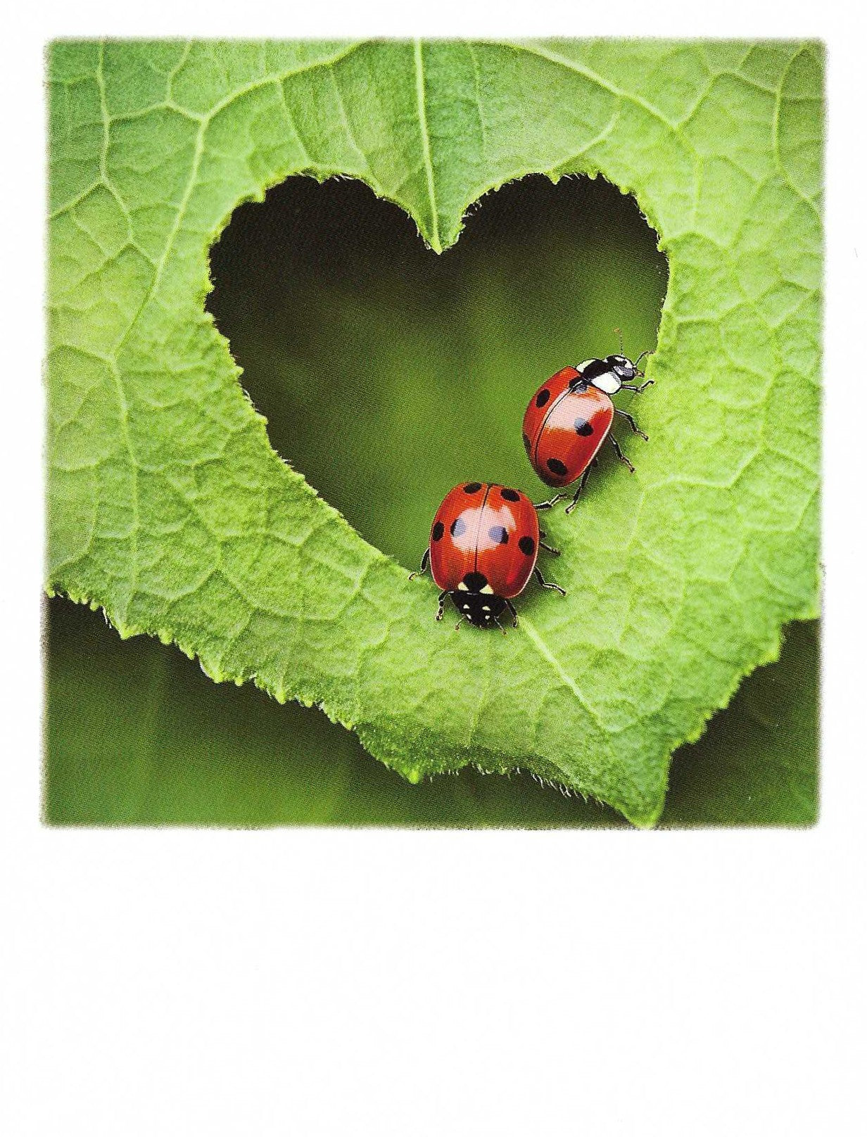 Ladybug Sweetheart Postcard by Pola Card