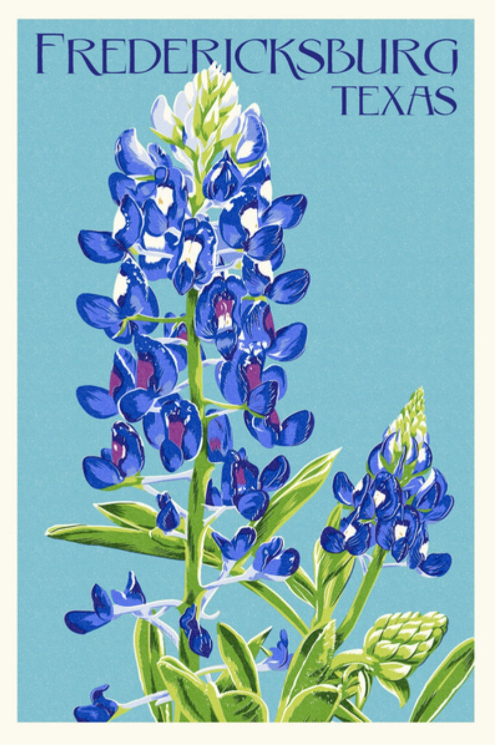 Lantern Press - Fredericksburg Texas - Bluebonnet - Flower - Postcard