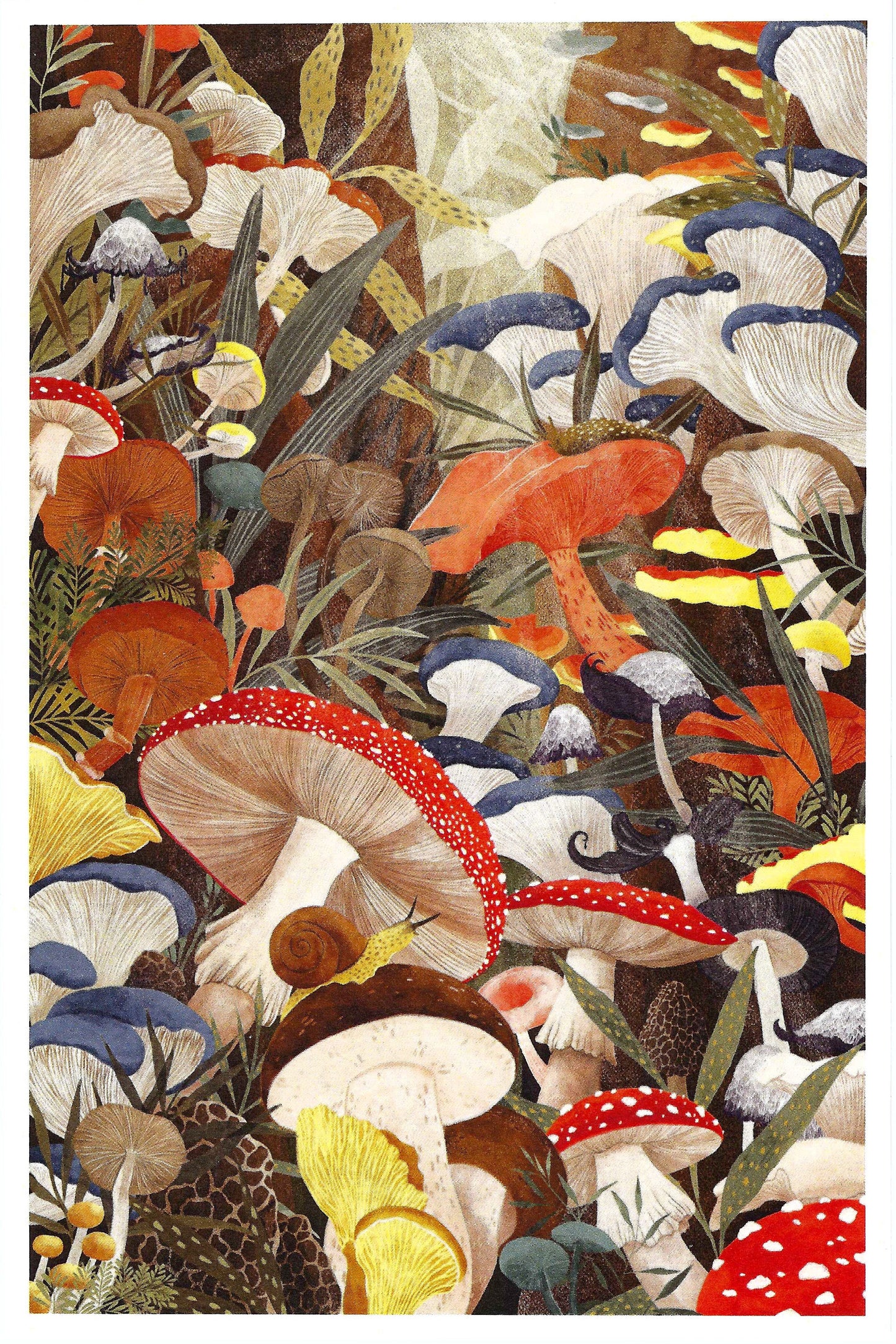 Lantern Press Postcard with colorful illustration of mushrooms
