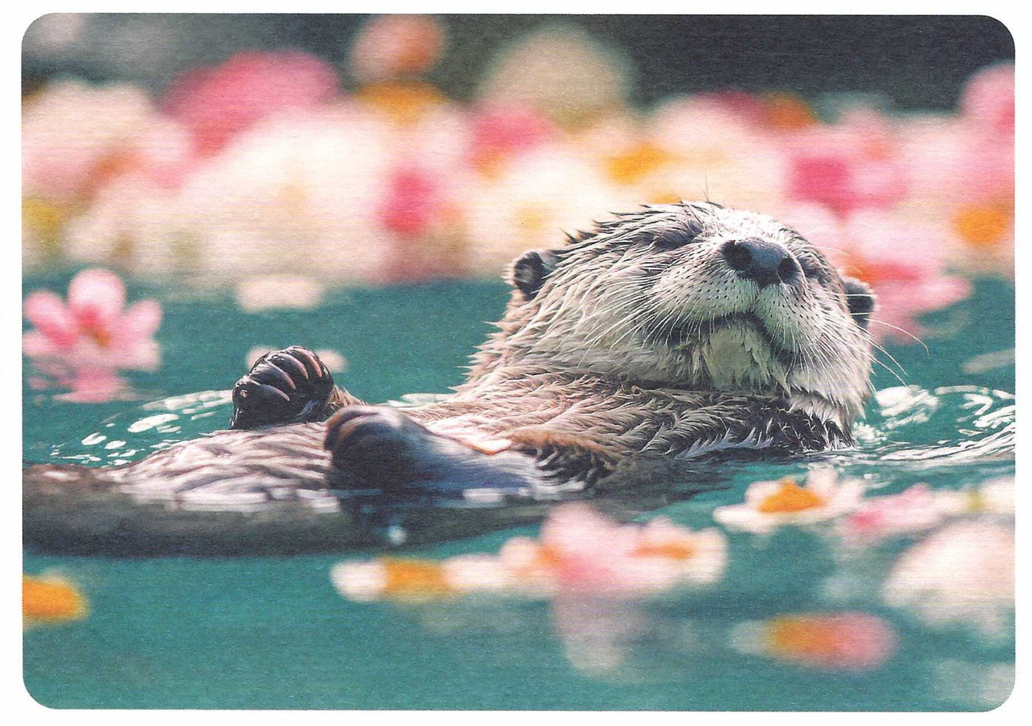 Otter's Flower Bath Postcard featuring a cute otter swimming in water with flowers in the background