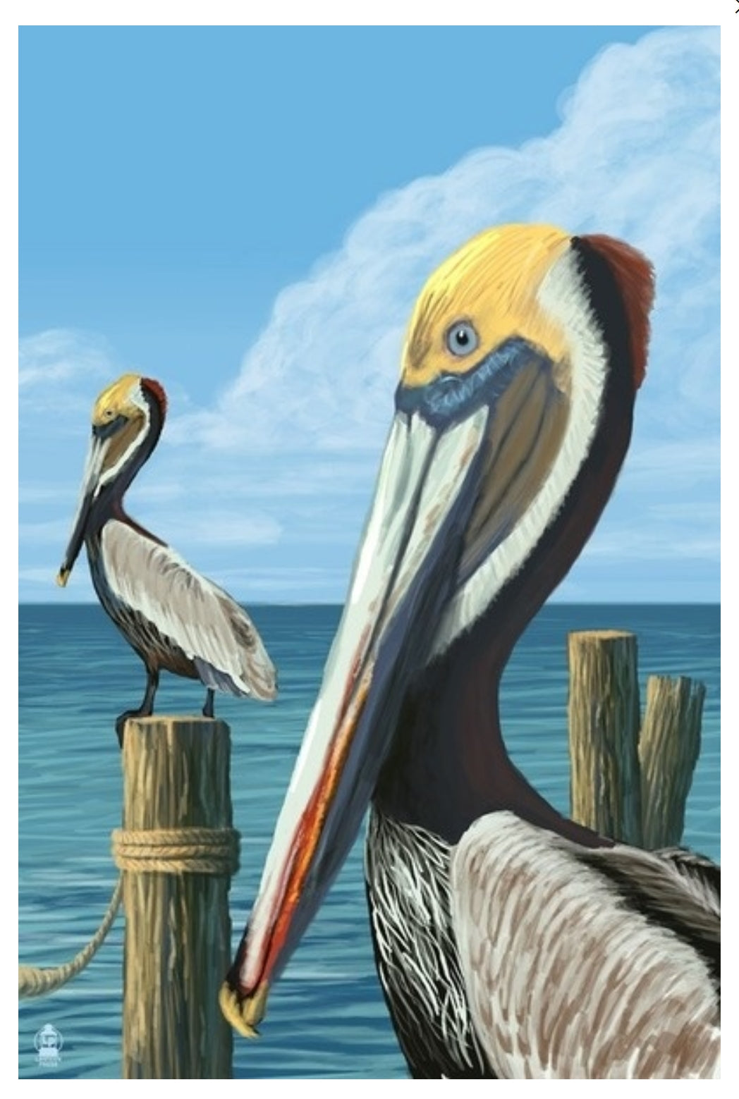 Brown Pelican postcard by Lantern Press