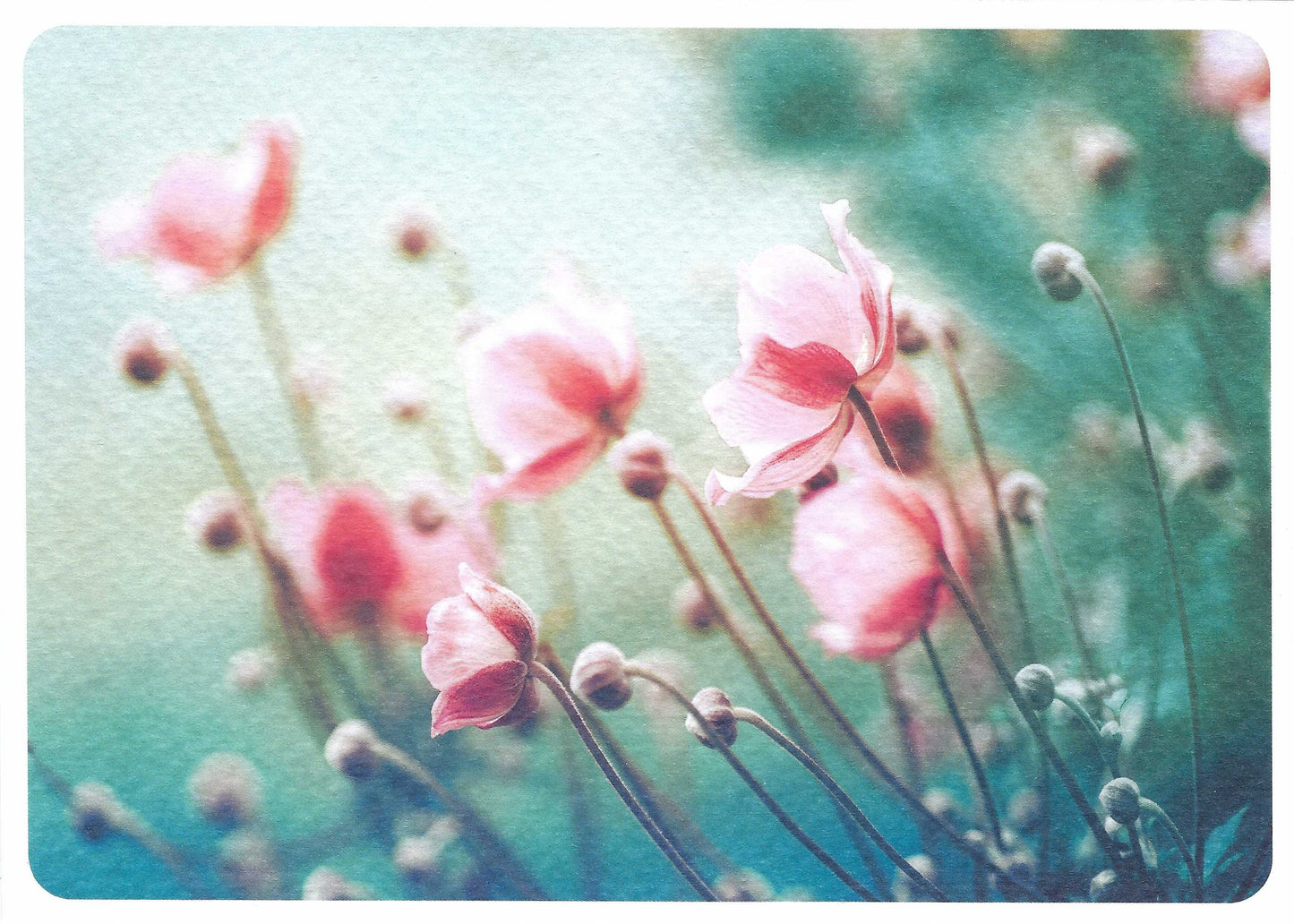 Skowronski and Koch - Flowers - Anemones in Summer - Postcard