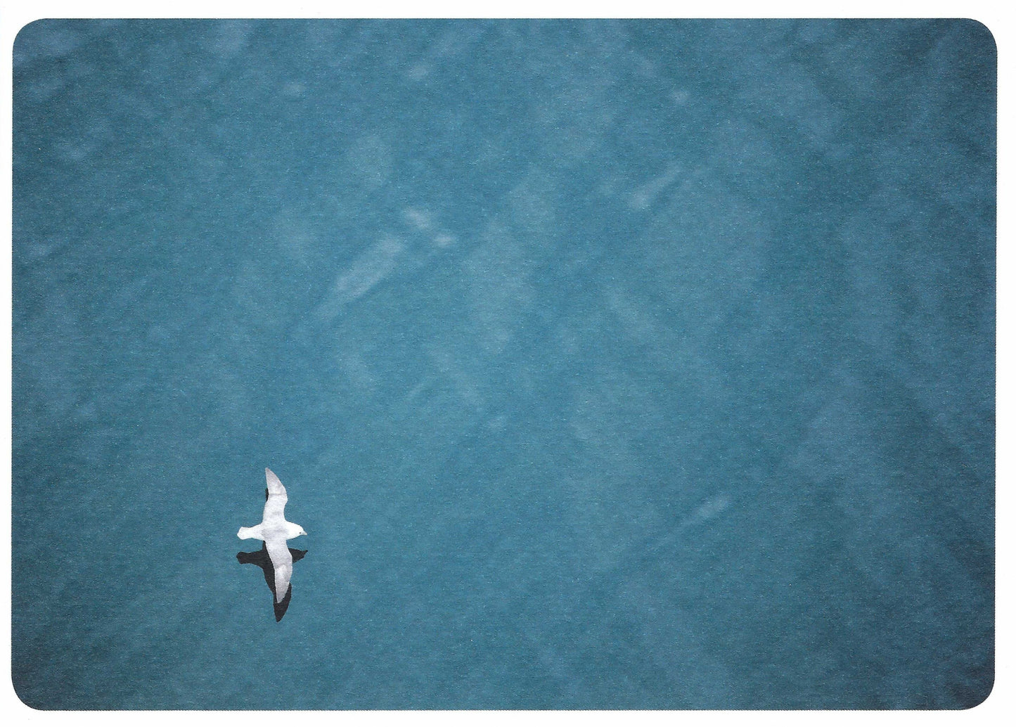 Skowronski and Koch - Freedom - Seagull in Flight - Postcard