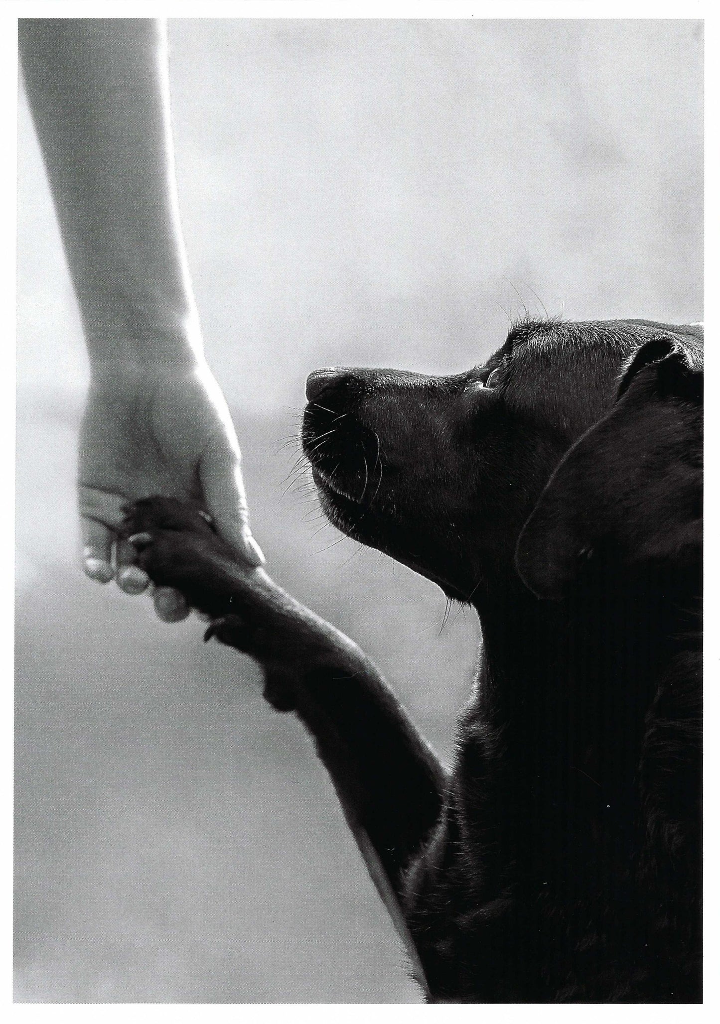 Skowronski and Koch - Man's Best Friend - Dog - Black and White -Postcard