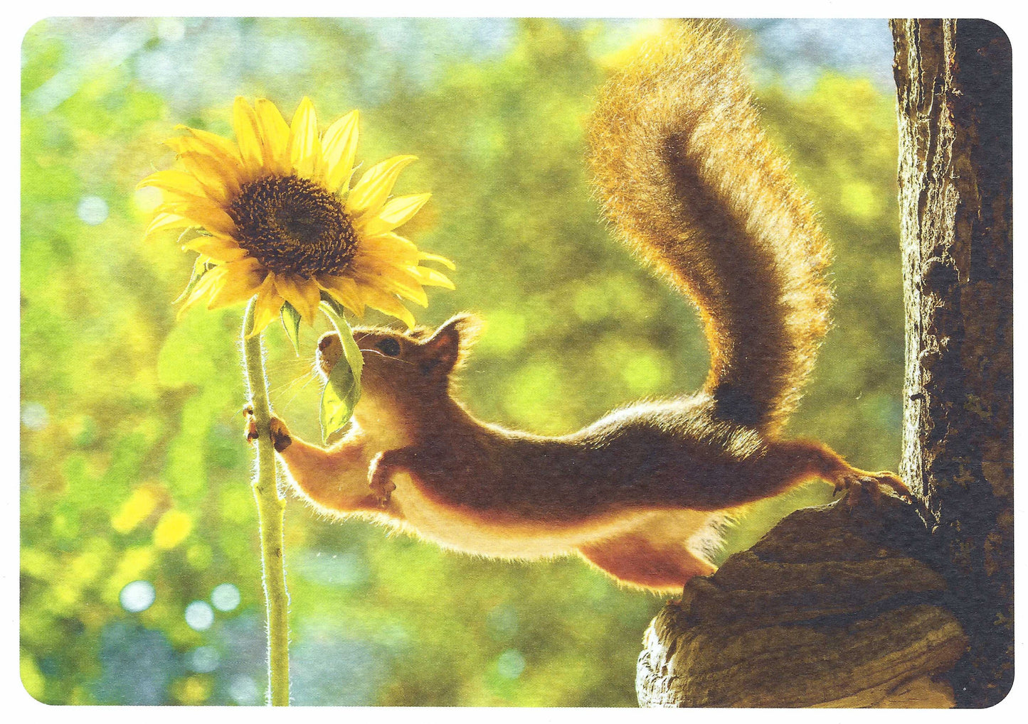 Skowronski and Koch - Sunflower and Squirrel - Summer Greeting - Postcard