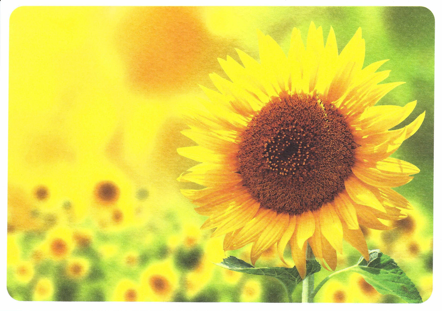 Skowronski and Koch - Sunflowers - Postcard