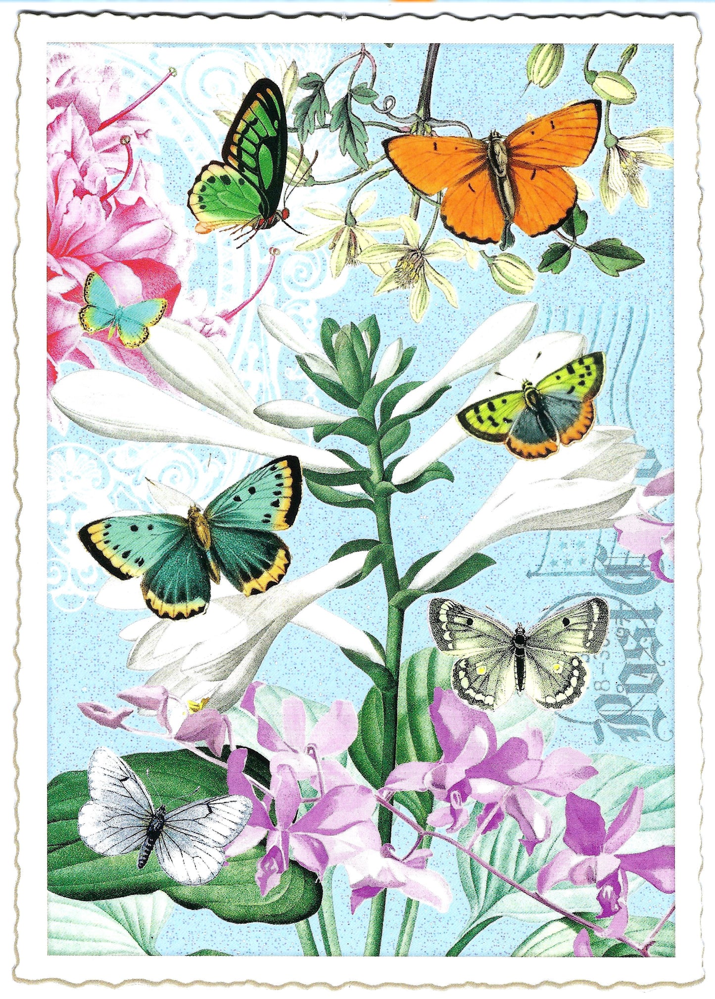 Edition Tausendschön - Butterflies - Postcard