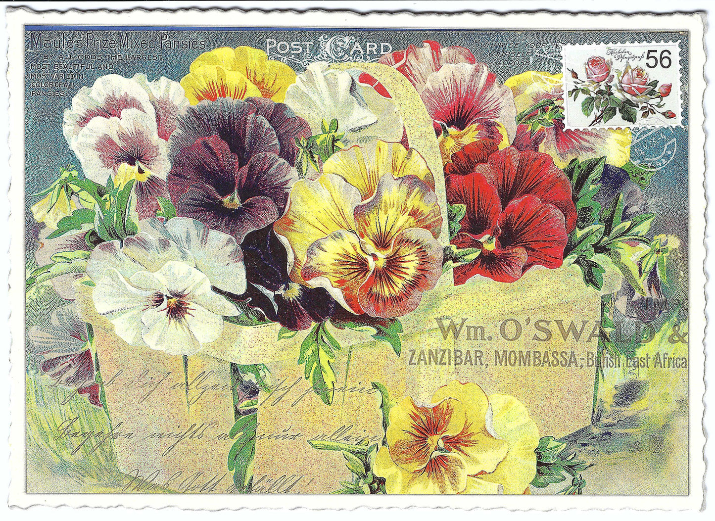 Edition Tausendschön - Pansy - Pansies - Postcard