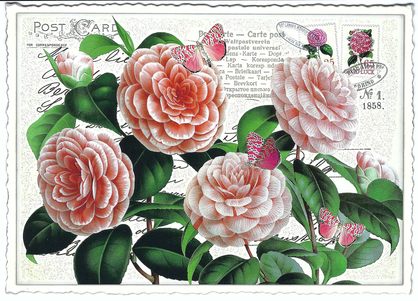 Edition Tausendschön - Peony - PK666 - Postcard