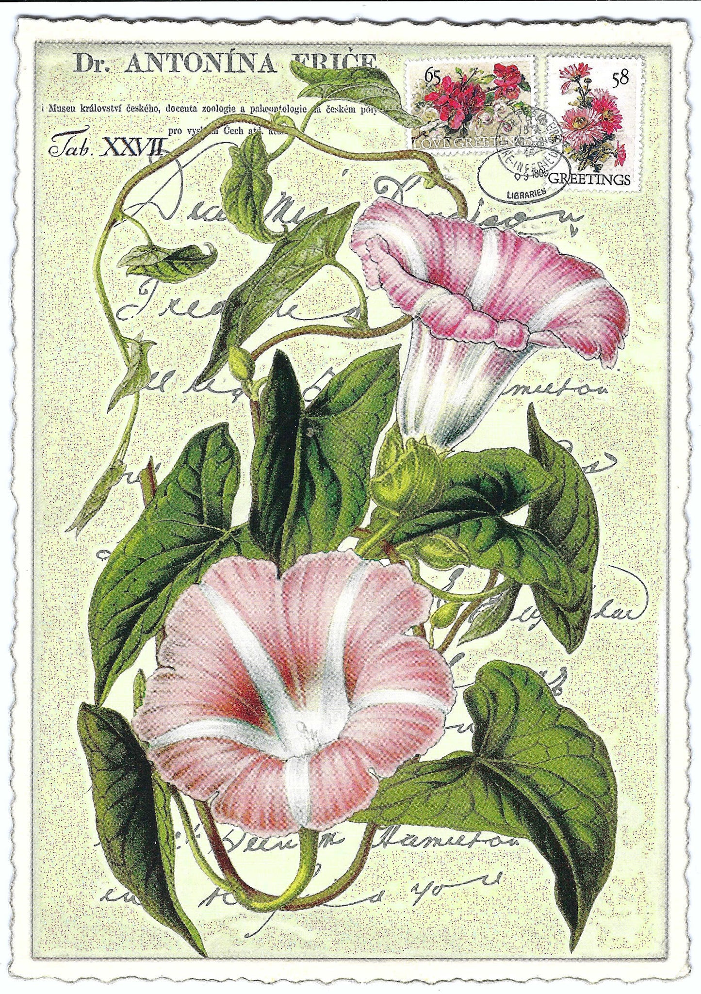 Edition Tausendschön - Petunia - PK660 - Postcard