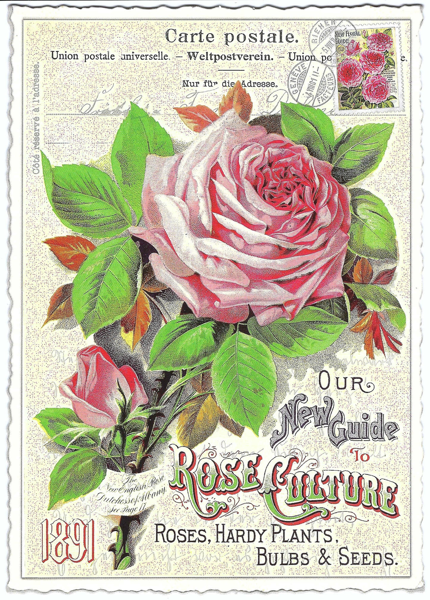 Edition Tausendschön - Rose - PK901 - Postcard
