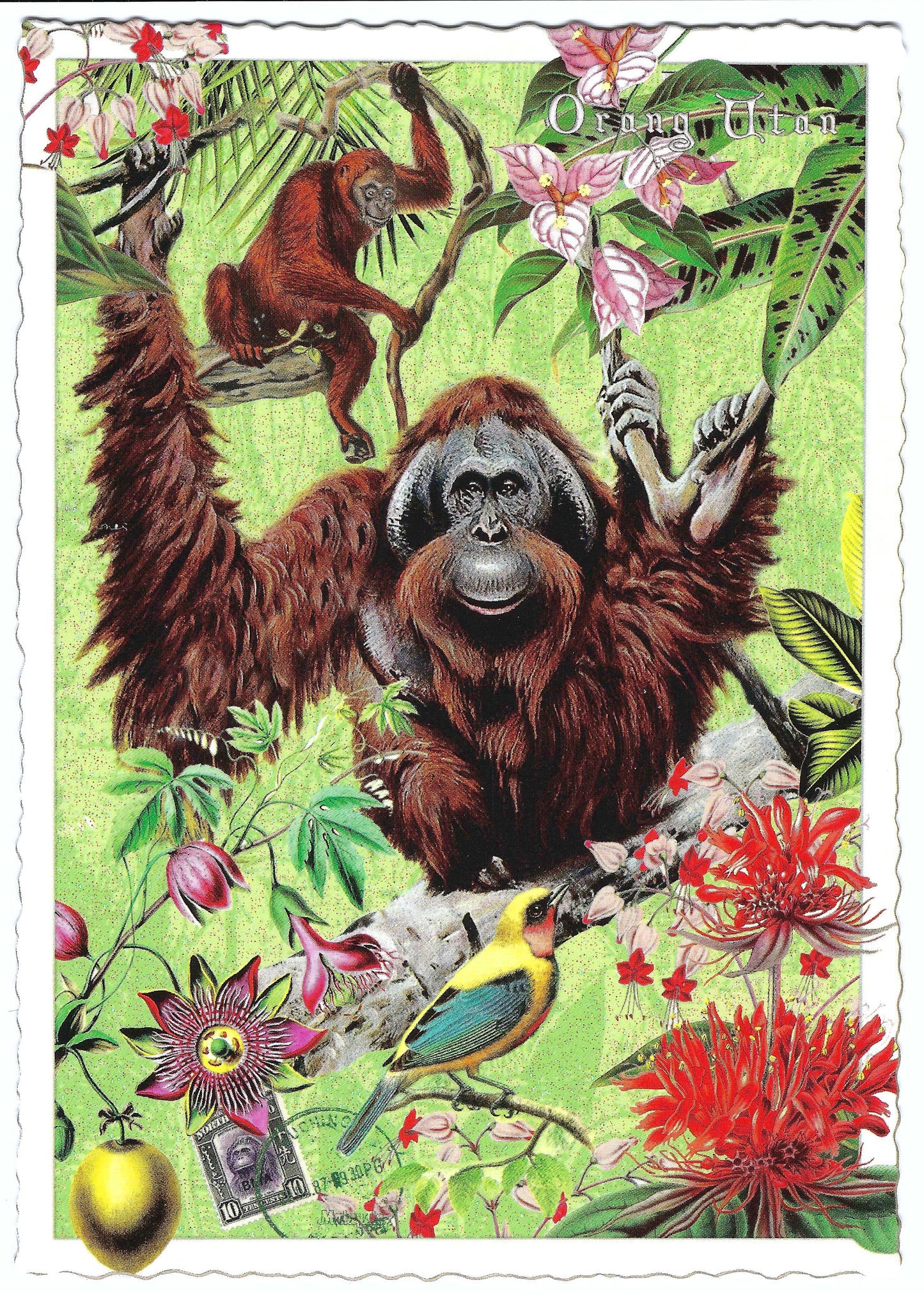 Edition Tausendschön - Wildlife Edition - Orangutan - PK1122 - Postcard