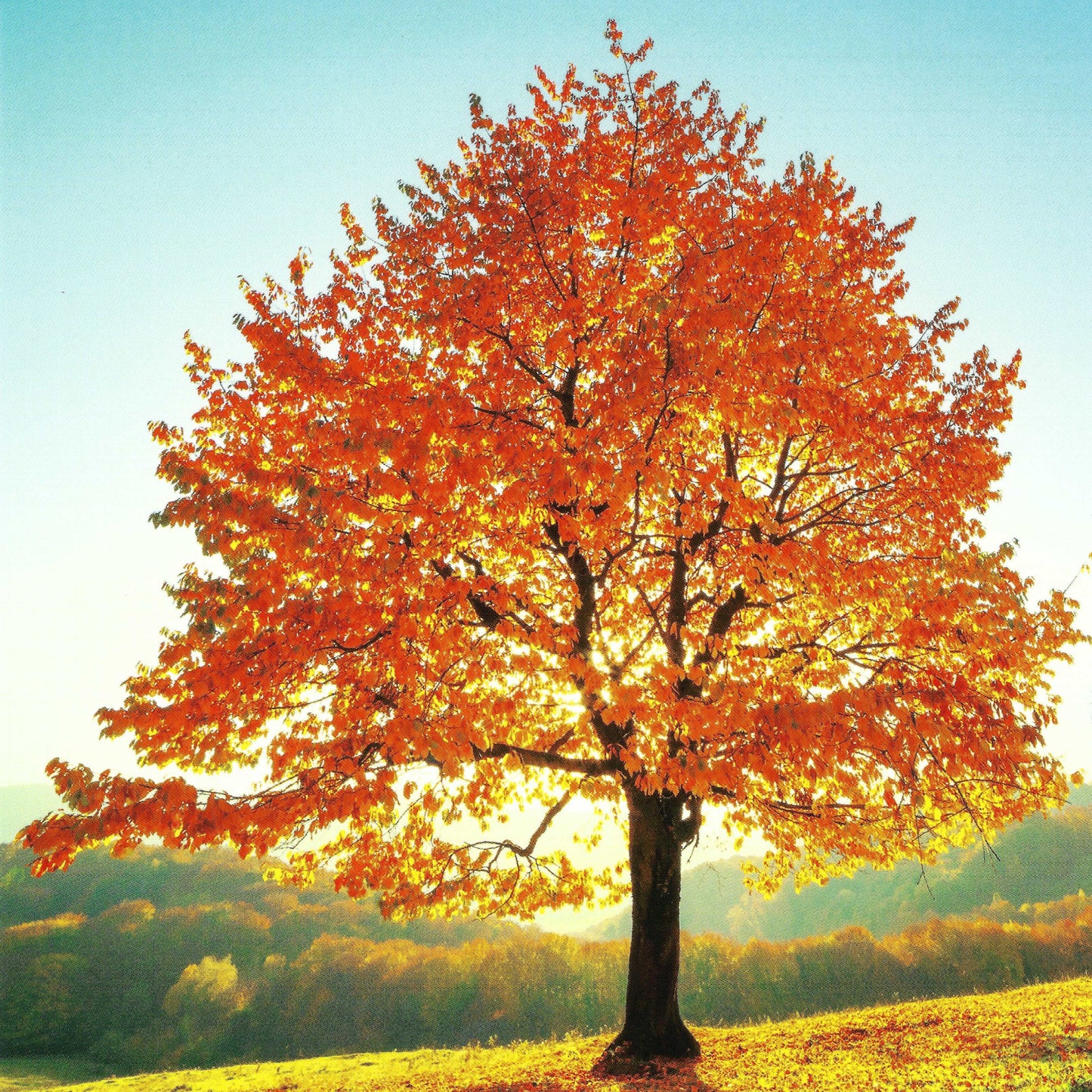 Fall-themed postcard featuring a vibrant autumn tree illustration by Ivan Kmit, with rich orange and golden foliage – perfect for seasonal snail mail, Postcrossing, and nature-inspired correspondence