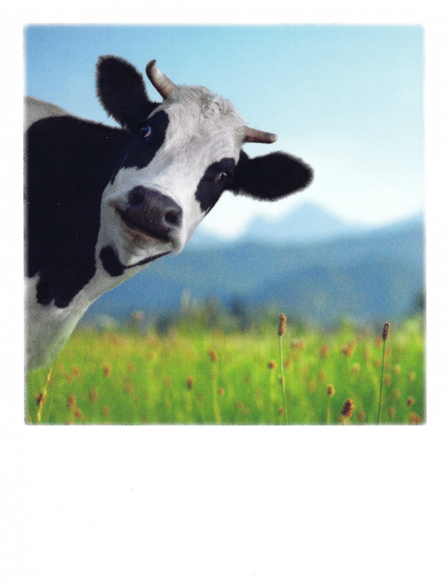 Cow Postcard by Pola Card