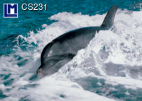 L.M. Kartenvertrieb - Dolphin - Waves - 3D Postcard