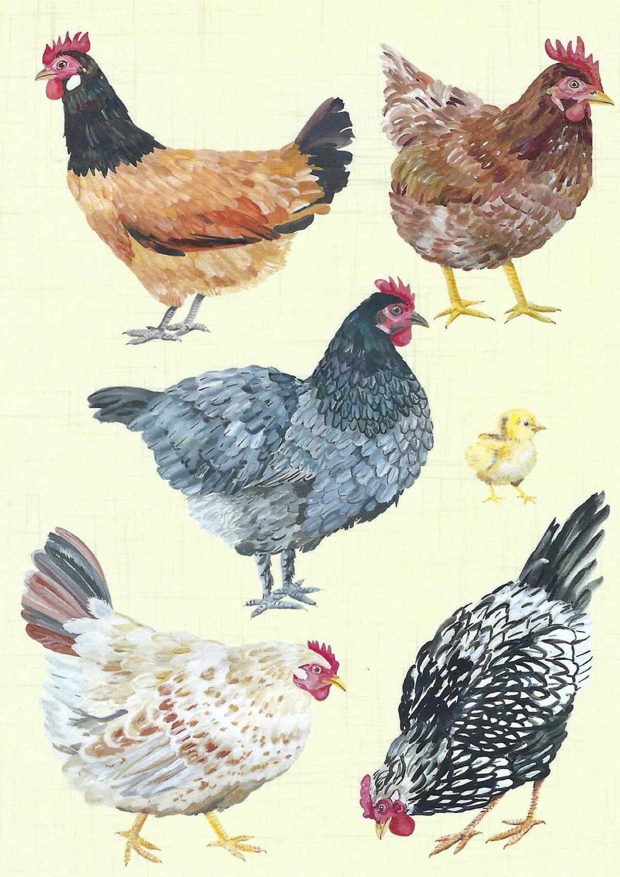 Chickens Postcard by Das Brooklyn featuring illustration of various chickens on a light background