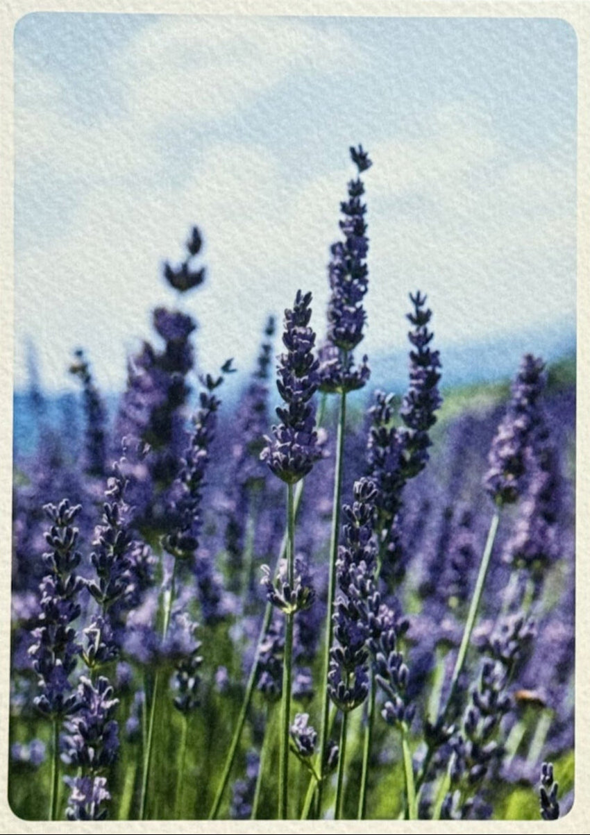The Purple Post - Premium Postcard, Sticker and Washi Tape Pack - Purple Love