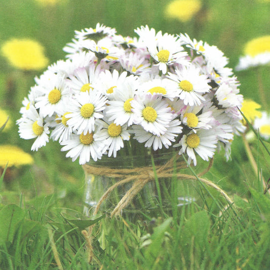 Daisies Postcard by Daniela Behr - Taurus Cards featuring a bouquet of white daisies in a glass jar tied with twine on a grassy background