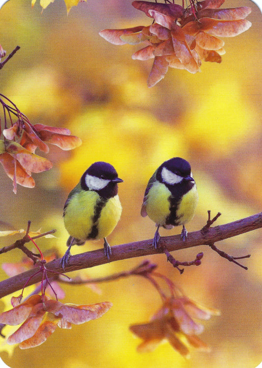 Edition Gollong - Two Birds - Great Tit Birds - Postcard