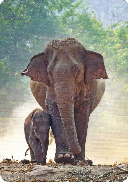 Elephant Postcard by Edition Gollong featuring a mother and baby elephant standing close together in a natural setting with trees in the background.