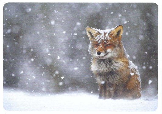Fox in the Snow Postcard featuring a red fox standing in the snow with a blurred background
