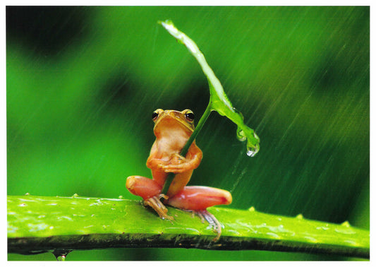 Frog Postcard by Skowronski & Koch