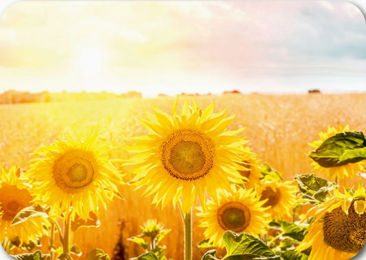 Gutrath Verlag - Sunflowers - Sunflower Field - Postcard