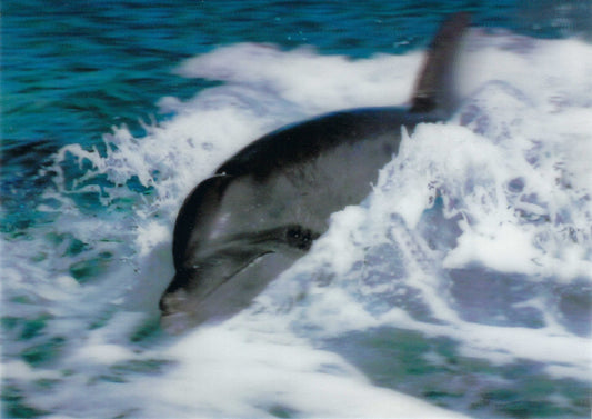 L.M. Kartenvertrieb - Dolphin - Waves - 3D Postcard