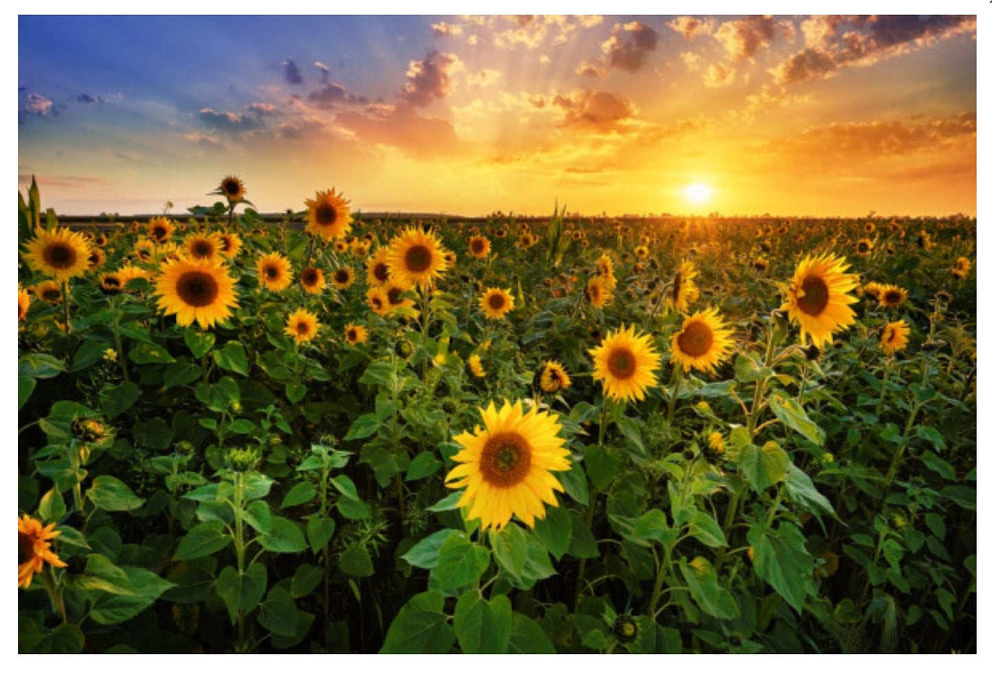 Lantern Press Postcard - Sunflower Postcard - Sunflowers Postcard - Sunflower Field Postcard - Postcrossing Postcard - Postcards for Postcrossing