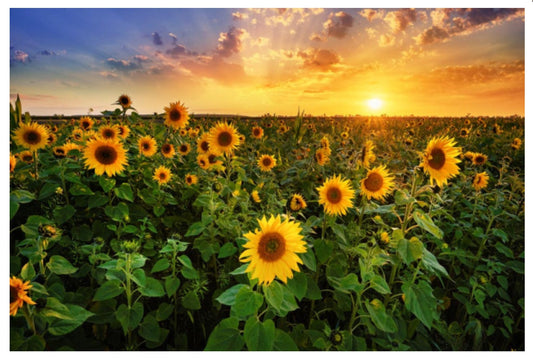 Lantern Press - Beautiful Sunset Over a Sunflower Field - Postcard