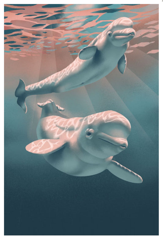 Lantern Press - Beluga Whales - Postcard