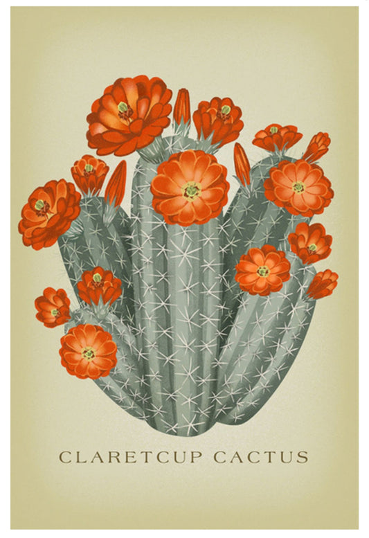 Lantern Press - Claretcup Cactus - Vintage Flora - Postcard