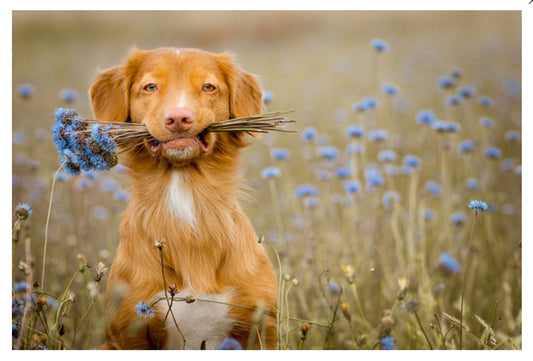 Lantern Press - Dog - Bouquet - Flowers - Dog Holding Bouquet in Mouth - Postcard