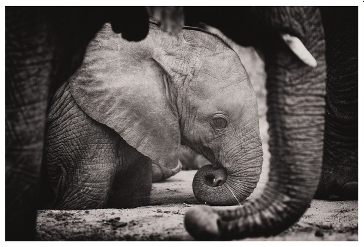 Lantern Press - Elephant Calf - Black & White Photography - Postcard