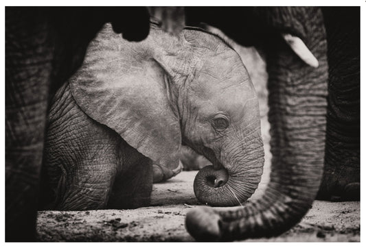 Lantern Press - Elephant Calf - Black & White Photography - Postcard