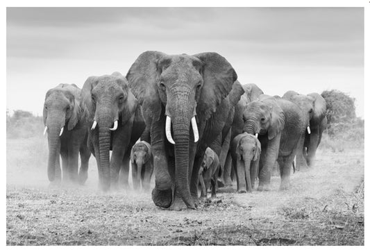 Lantern Press - Elephant Herd - Black & White Photography - Postcard