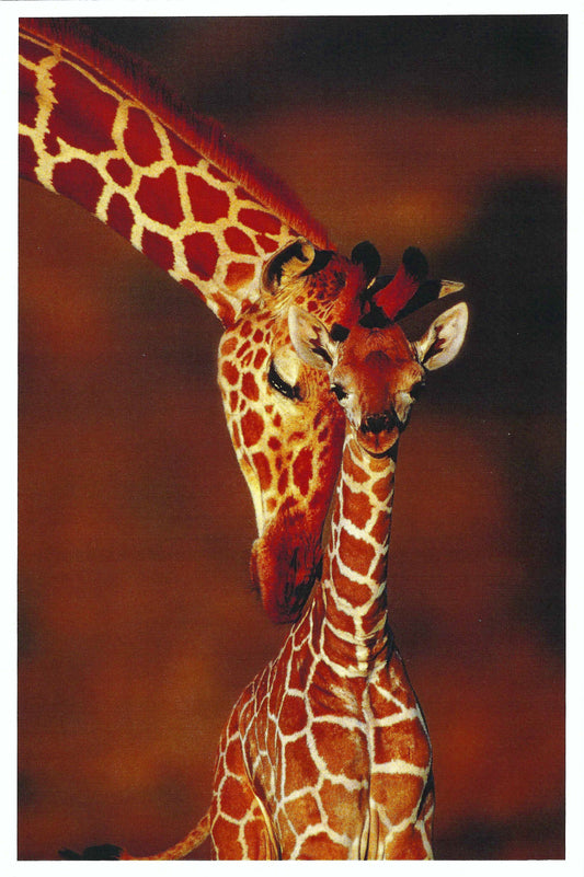 Lantern Press - Giraffe and Baby - Postcard