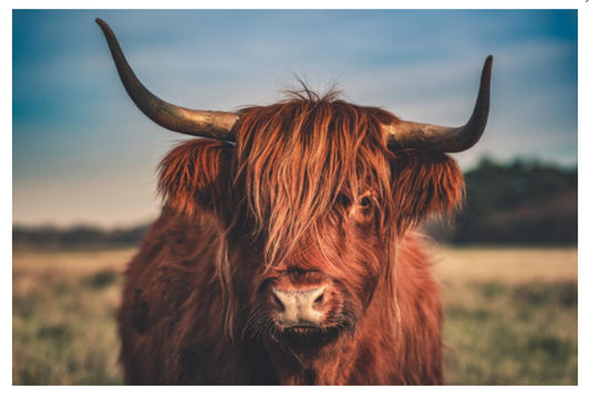 Lantern Press - Highland Cow - Postcard