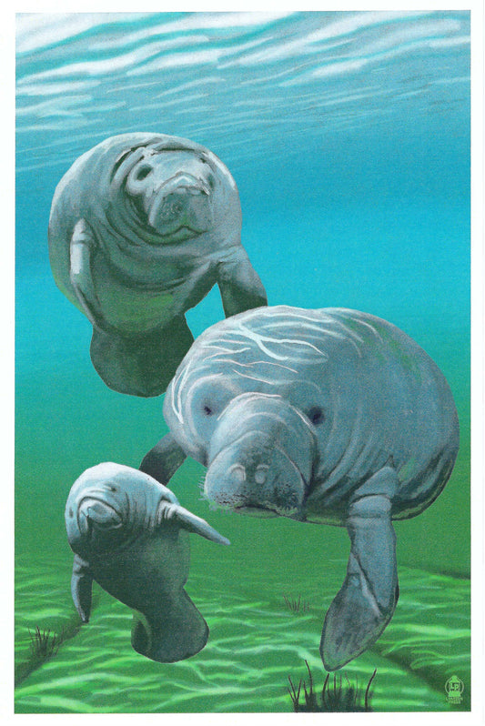 Lantern Press - Manatees - Postcard