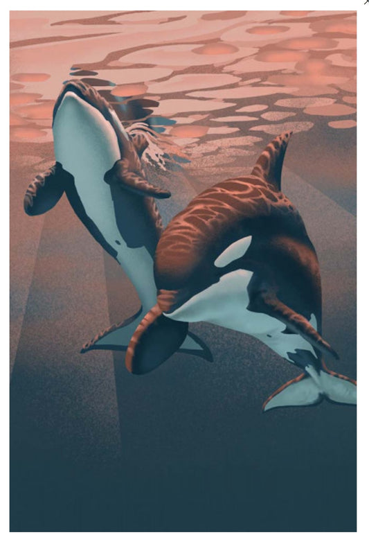 Lantern Press - Orca - Whale - Postcard