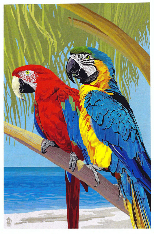 Lantern Press - Parrots - Postcard