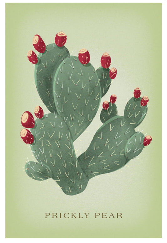 Lantern Press - Prickly Pear - Vintage Flora - Postcard