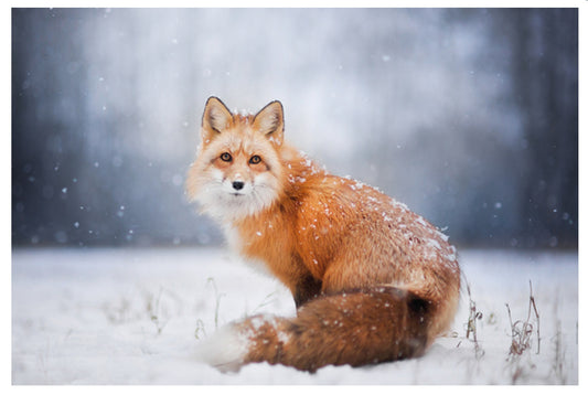 Lantern Press - Red Fox in Snow - Postcard