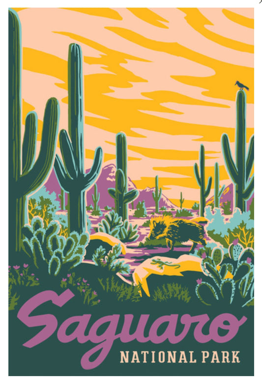 Lantern Press - Saguaro National Park - Arizona - Explorer Series - Saguaro - Postcard