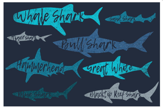 Lantern Press - Sharks Pattern - Shark Names - Postcard