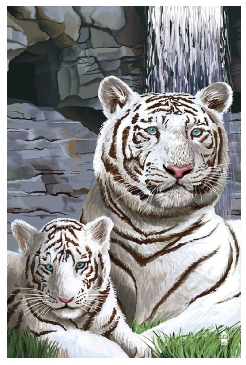Lantern Press - White Tigers - Postcard