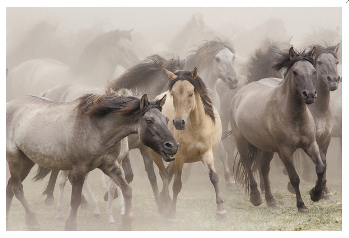 Lantern Press - Wild Horses - Postcard